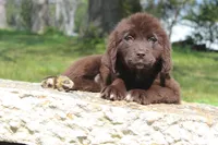 Lady, a female Newfoundland for sale in Brundidge, AL – Photo 5 of 7
