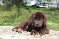 Lady, a female Newfoundland for sale in Brundidge, AL – Photo 2 of 7