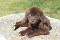 Lady, a female Newfoundland for sale in Brundidge, AL – Photo 3 of 7