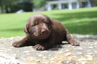 Brook, a female Labrador Retriever for sale in Brundidge, AL – 5 of 5
