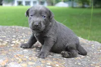 Archie, a male Labrador Retriever for sale in Brundidge, AL – 3 of 3