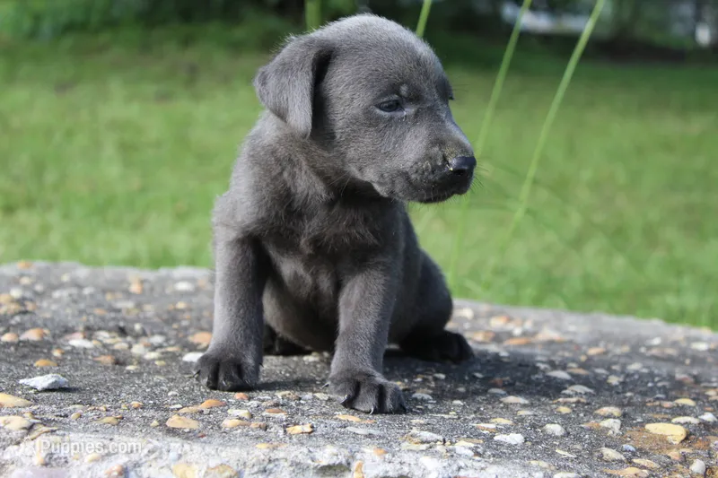 Archie – Labrador Retriever puppy for sale in Brundidge, AL
