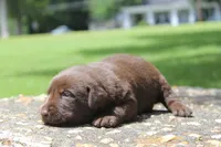 Brook, a female Labrador Retriever for sale in Brundidge, AL – 3 of 5