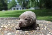 Brody, a male Labrador Retriever for sale in Brundidge, AL – 2 of 4