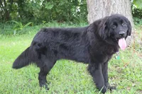 Macy, a female Newfoundland for sale in Brundidge, AL – Photo 2 of 5