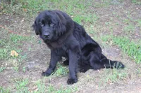 Macy, a female Newfoundland for sale in Brundidge, AL – Photo 4 of 5