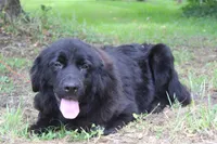 Macy, a female Newfoundland for sale in Brundidge, AL – Photo 3 of 5