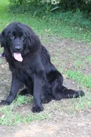 Macy, a female Newfoundland for sale in Brundidge, AL – Photo 5 of 5