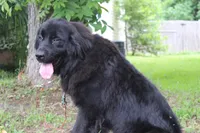 Macy, a female Newfoundland for sale in Brundidge, AL – Photo 1 of 5