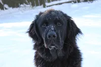 Bruce, a male Newfoundland for sale in Brundidge, AL – 7 of 8