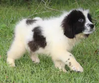 Bruce, a male Newfoundland for sale in Brundidge, AL – 3 of 8