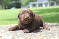 Brook, a female Labrador Retriever for sale in Brundidge, AL – 1 of 5