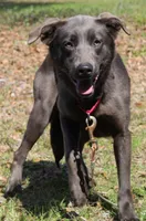 Bunny, a female Labrador Retriever for sale in Brundidge, AL – Photo 3 of 6