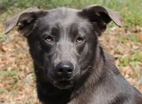 Bunny, a female Labrador Retriever for sale in Brundidge, AL – Photo 1 of 6
