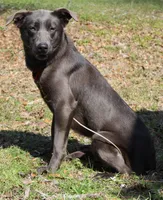 Bunny, a female Labrador Retriever for sale in Brundidge, AL – Photo 5 of 6