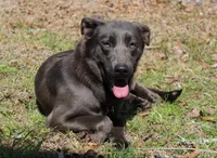 Bunny, a female Labrador Retriever for sale in Brundidge, AL – Photo 6 of 6