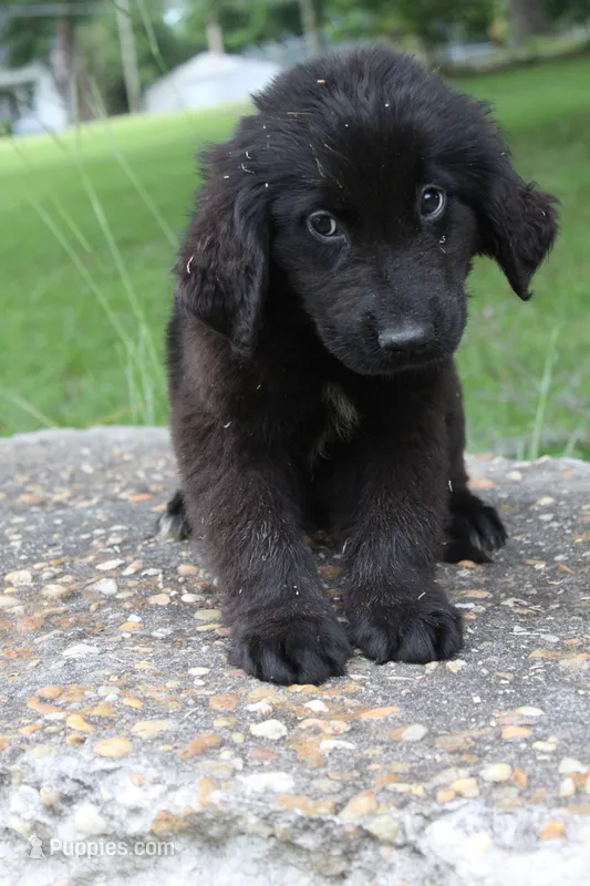 Kali – Newfoundland puppy for sale in Brundidge, AL