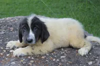 Kleo, a female Newfoundland for sale in Brundidge, AL – 2 of 5