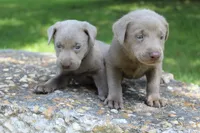 Brody, a male Labrador Retriever for sale in Brundidge, AL – 3 of 7