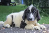 Kleo, a female Newfoundland for sale in Brundidge, AL – 5 of 5