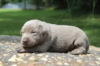 Brody, a male Labrador Retriever for sale in Brundidge, AL – 4 of 4