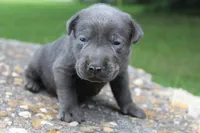 Archie, a male Labrador Retriever for sale in Brundidge, AL – 2 of 3