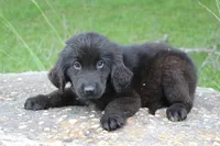 Kali, a female Newfoundland for sale in Brundidge, AL – 4 of 4