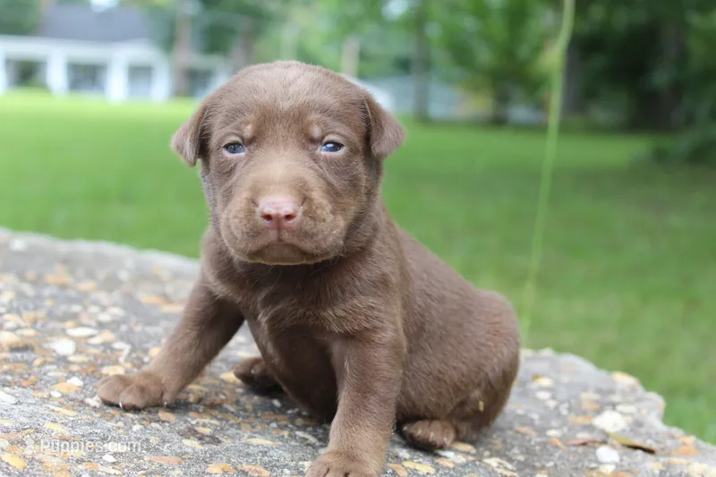 Ace – Labrador Retriever puppy for sale in Brundidge, AL