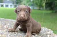 Ace, a male Labrador Retriever for sale in Brundidge, AL – 1 of 3