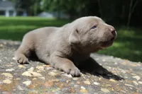 Bliss, a female Labrador Retriever for sale in Brundidge, AL – 4 of 6