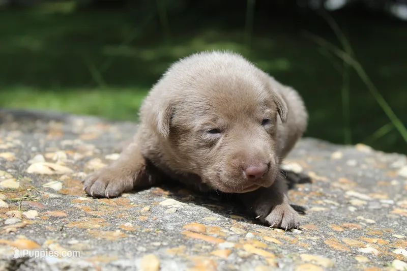 Beau – Labrador Retriever puppy for sale in Brundidge, AL