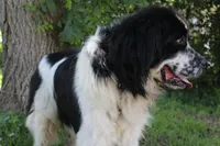Bruce, a male Newfoundland for sale in Brundidge, AL – 6 of 8