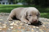 Bliss, a female Labrador Retriever for sale in Brundidge, AL – 5 of 6