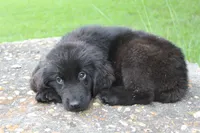 Kali, a female Newfoundland for sale in Brundidge, AL – 3 of 4