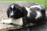Millie, a female Newfoundland for sale in Brundidge, AL – 3 of 8