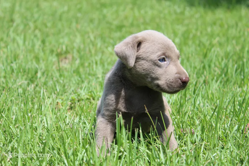 Brody – Labrador Retriever puppy for sale in Brundidge, AL