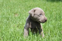 Brody, a male Labrador Retriever for sale in Brundidge, AL – 1 of 7