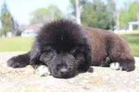 Harry, a male Newfoundland for sale in Brundidge, AL – Photo 3 of 7