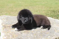 Harry, a male Newfoundland for sale in Brundidge, AL – Photo 4 of 7