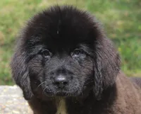 Harry, a male Newfoundland for sale in Brundidge, AL – Photo 2 of 7