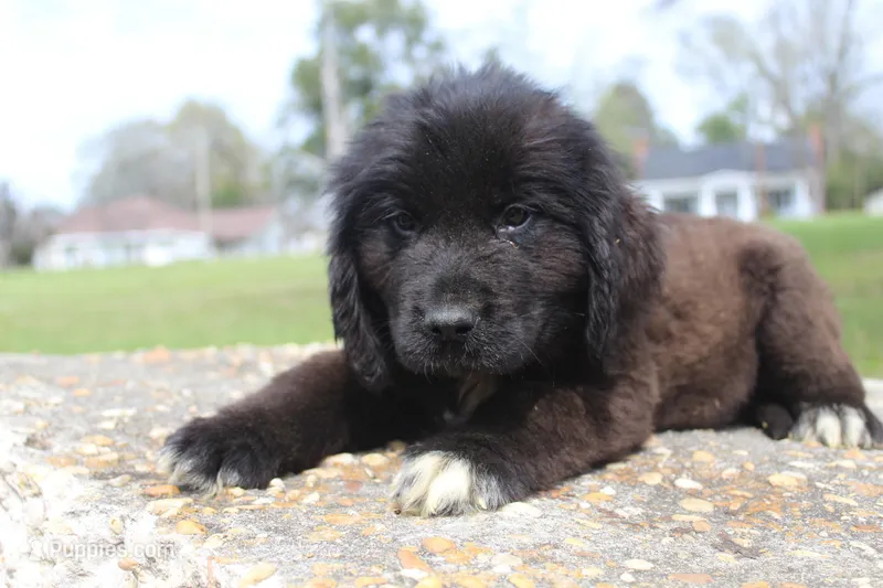 Big Boy – Newfoundland puppy for sale in Brundidge, AL