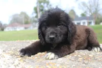 Harry, a male Newfoundland for sale in Brundidge, AL – Photo 5 of 7