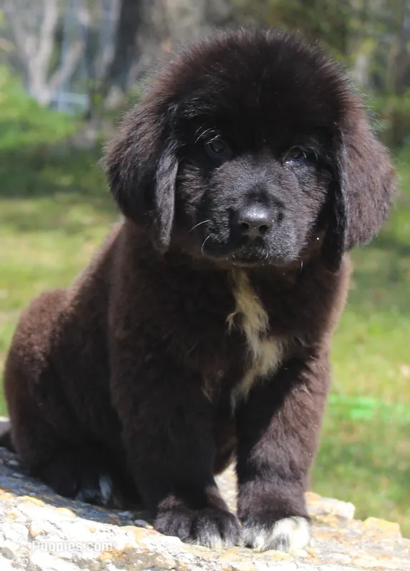 Harry – Newfoundland puppy for sale in Brundidge, AL