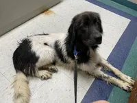 Sweet Pea, a female Newfoundland for sale in Brundidge, AL – 4 of 4