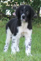 Molly, a female Newfoundland for sale in Brundidge, AL – 1 of 9
