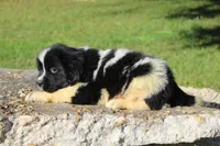 Millie, a female Newfoundland for sale in Brundidge, AL – Photo 5 of 7