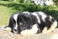 Millie, a female Newfoundland for sale in Brundidge, AL – Photo 1 of 7