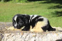 Millie, a female Newfoundland for sale in Brundidge, AL – Photo 3 of 7