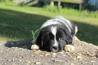 Millie, a female Newfoundland for sale in Brundidge, AL – Photo 4 of 7