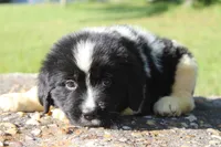 Millie, a female Newfoundland for sale in Brundidge, AL – Photo 2 of 7